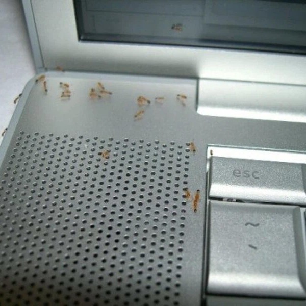Kiến chui vào laptop, máy tính: Mẹo xử lý đuổi kiến hiệu quả